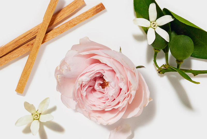 Rose flowers and sandalwood sticks on a white background