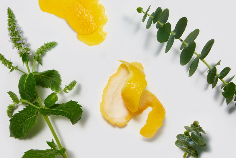 Lemon peels, eucalyptus and mint leaves on a white background